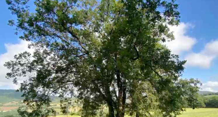 Screenshot 2025-10-20 alle 17.10.34.png