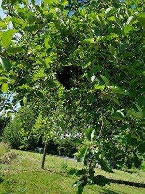 Bild 5 Apfelbäume im Sommer