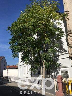 Baum an Gebäudefront