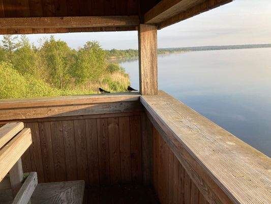 Vogelbeobachtung am Steinhuder Meer