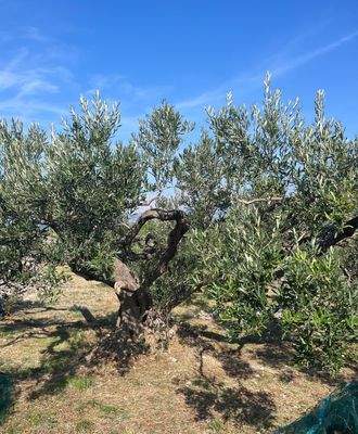Olivenbäume 