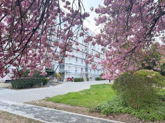 Der Kirschbaum im Garten