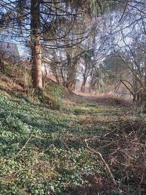 derzeitiger Bewuchs des Grundstücks