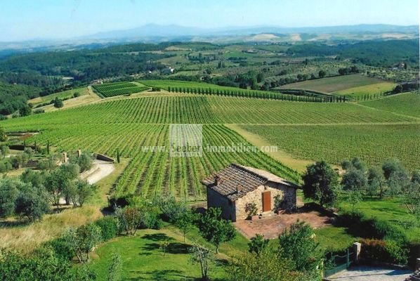 Aussicht-Siena-Castelnuovo-Berardegna-San-Gusme-zu-verkaufen-Oliven-Grund