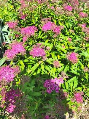 Gartenimpressionen