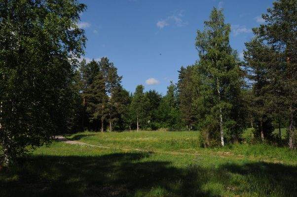Weiden mit Blumenwiese im Frühjahr
