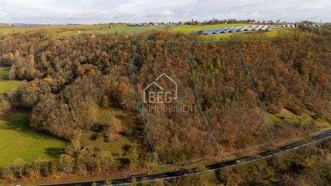 Schwäbisch Hall/Tannenberg Bauernhöfe, Landwirtschaft, Schwäbisch Hall/Tannenberg Forstwirtschaft