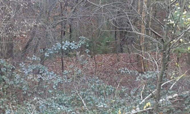 Blick direkt in den Wald