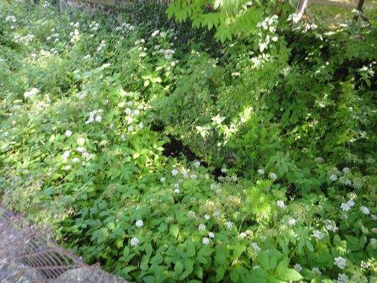 A Bauland hintzer der Scheune Gartenfläche (2)