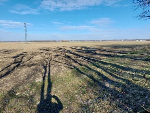 Zaina Bauernhöfe, Landwirtschaft, Zaina Forstwirtschaft