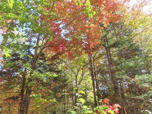 Nova Scotia - West Side Country Harbour - 52-Hekta