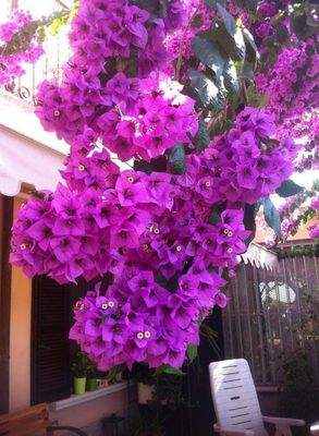 Bougainvillea