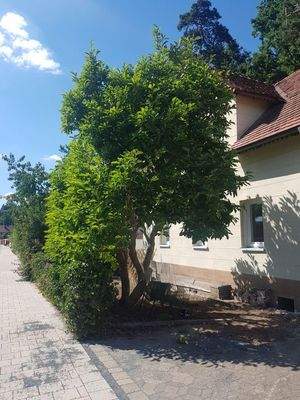 Magnolie vor dem Haus