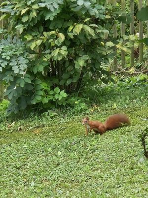 Eichhörnchen