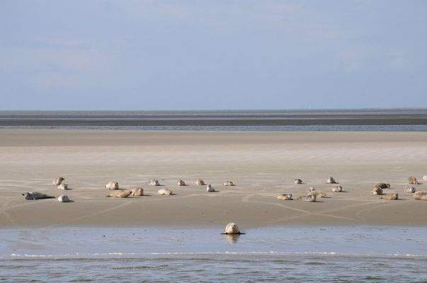 Ferienhaus Holland kaufen 004