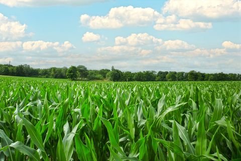 Korbach Grundstücke, Korbach Grundstück kaufen