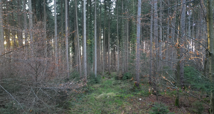 Gasse Buchen Fichte.png