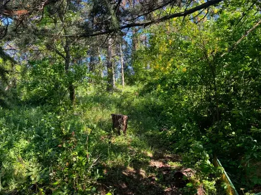 19Wald.JPEG