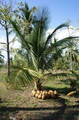 ImmoScout360 Cocos on the Beach  Costa Rica