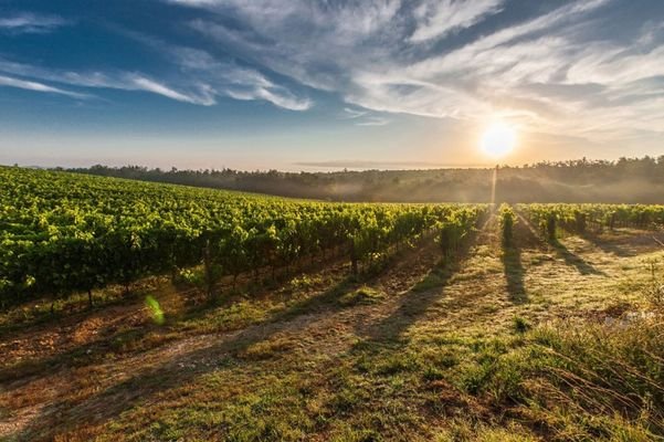 Vineyard for sale in Mallorca