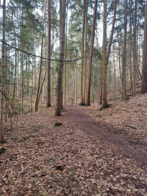 Lauf an der Pegnitz Bauernhöfe, Landwirtschaft, Lauf an der Pegnitz Forstwirtschaft