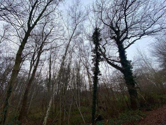 Blick in den Wald Richtung angrenzende Grünlandfläche.jpg