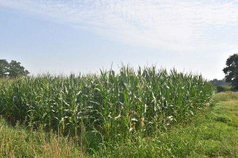 Twistringen Bauernhöfe, Landwirtschaft, Twistringen Forstwirtschaft