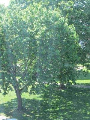 Blick ins Grüne ...