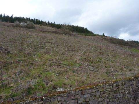 Zell (Mosel) Bauernhöfe, Landwirtschaft, Zell (Mosel) Forstwirtschaft