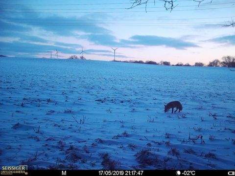 Pirow Bauernhöfe, Landwirtschaft, Pirow Forstwirtschaft