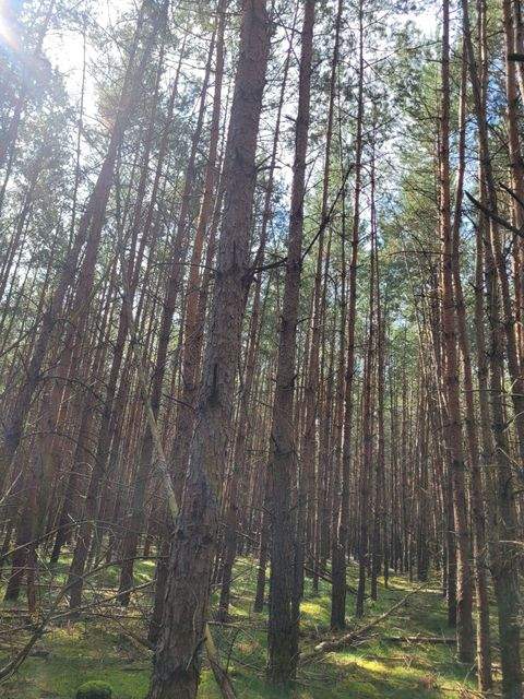 Neustadt Bauernhöfe, Landwirtschaft, Neustadt Forstwirtschaft