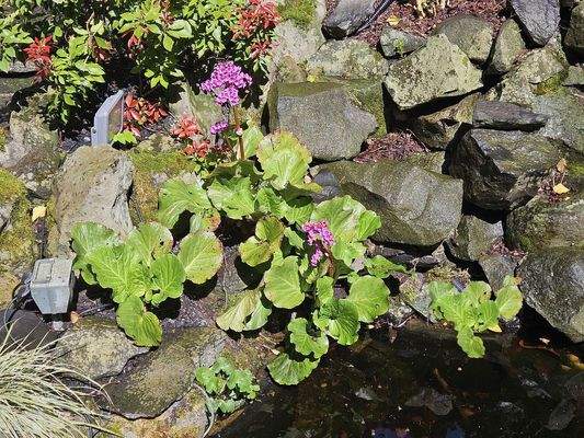 Die Bergenien blühen schon
