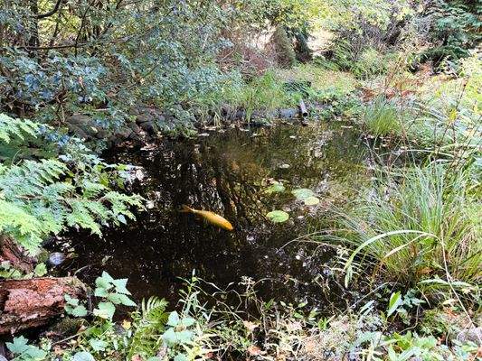 Koi-Teich.jpg