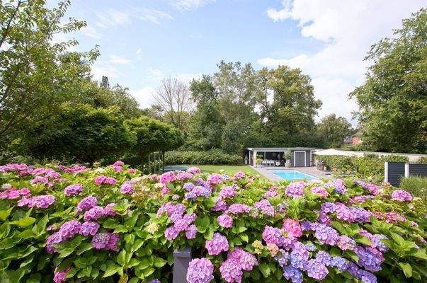 Ein Hortensientraum wie auf Sylt