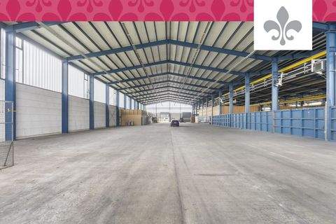 Werder (Havel) Halle, Werder (Havel) Hallenfläche