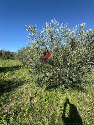 WhatsApp Image 2025-10-30 at 11.44.13 (5).jpeg