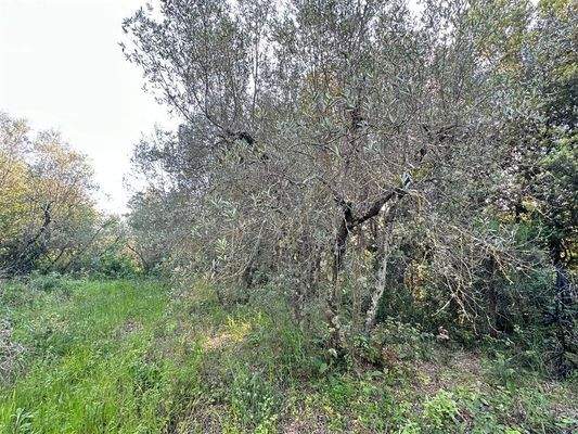 Olivenhain Massa Marittima