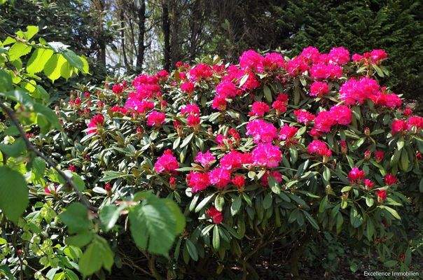 Gartenimpressionen 2