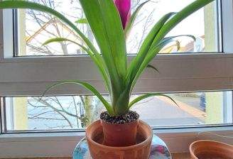 Blick aus der Küche.jpg