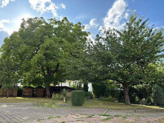 Nussbaum und Kirschbaum