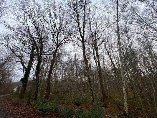 nördlicher Teil des Waldes .jpg