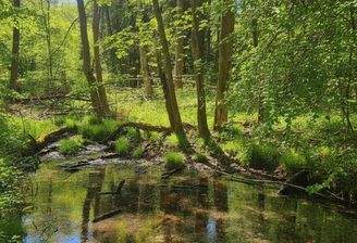 Teich