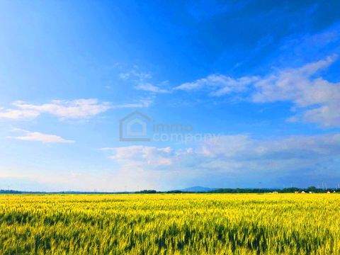 Zurndorf Bauernhöfe, Landwirtschaft, Zurndorf Forstwirtschaft