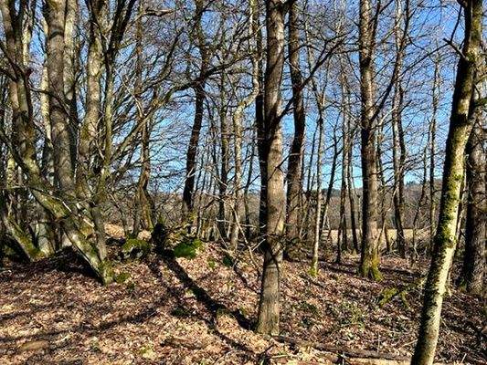 .. eigenen Waldstrück !