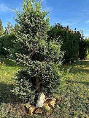 Schöne Gartenpflanzen