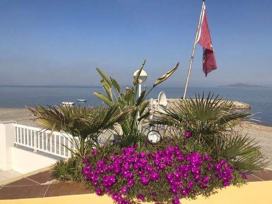 Pflanzen Dachterrasse