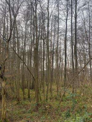 junger Baumaufwuchs.jpg