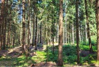 Fichtenforst Bild 1