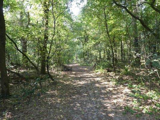 Zufahrt zu Position 4 - Waldfläche