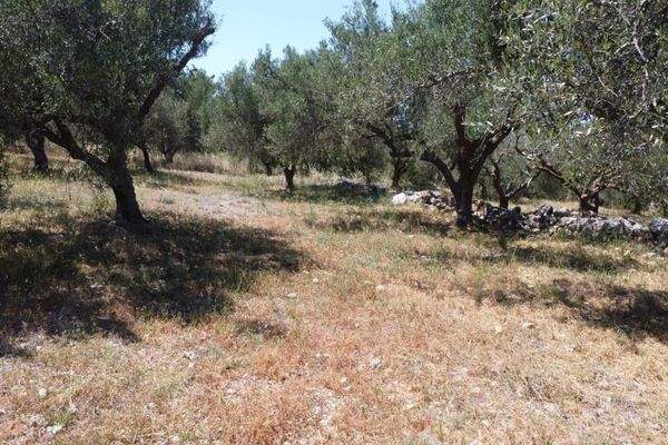 Kreta, Kalathas: Grundstück mit Meerblick in der Nähe des Strandes zu verkaufen